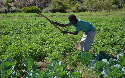 Negative Effects of Ethiopian Agricultural Imports on Local Somaliland Farmers