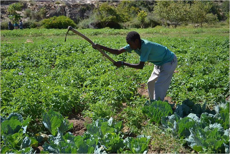Negative Effects of Ethiopian Agricultural Imports on Local Somaliland Farmers